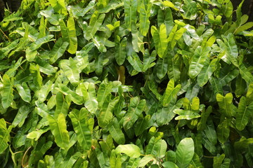 Garden shrubs in the yard. A yard made of green vine leaves.