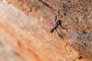 Close up red ant on wood in forest