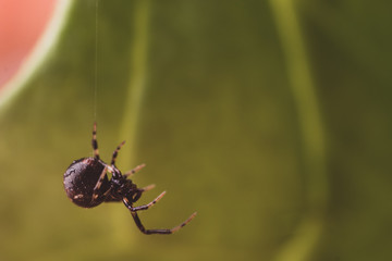 Close up or macro a spider on the spider web