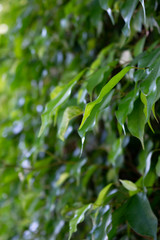 macro leaves