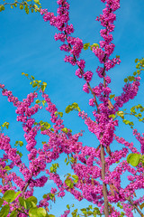 Pink flowers blossom of Eastern Redbud small decorative tree aka Japanese cherry or sakura at late Spring, Germany, closeup, details