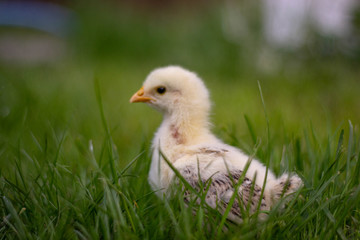 baby duck in the grass