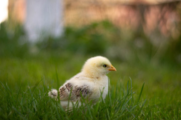 baby chicken in grass