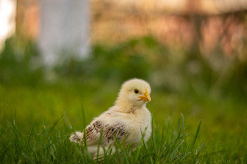 little chicken in the grass