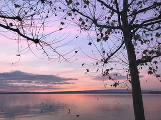 cherry blossom in spring