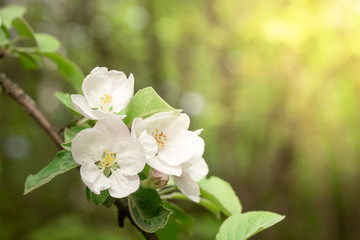 Close-up of white Apple blossoms at sunrise. An image for creating a calendar, book, or postcard. Selective focus.