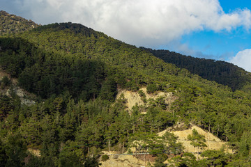 Forest view from a hill in Cyprus