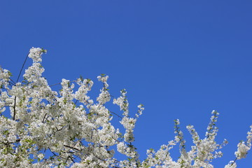 Kwiaty wiśni na tle niebieskiego nieba, tło. © Krzysztof