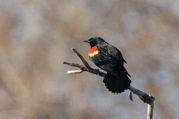 red-winged blackbird (Agelaius phoeniceus) sining in spring