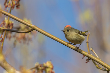  ruby-crowned kinglet (Regulus calendula)