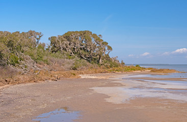 Live Oaks on the Gulf Coast