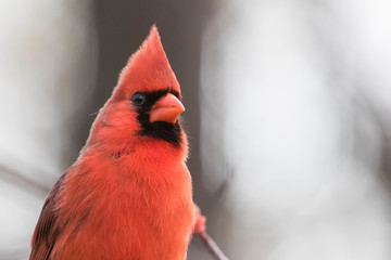 northern cardinal male in spring