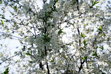 Gardens in May. Spring. White flowers on the branches of cherry. Fruit trees. Beautiful plant