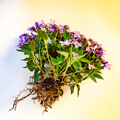 Violet flowers with root, bush.