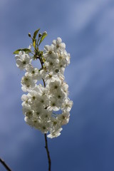 Kwiaty wiśni na tle niebieskiego nieba, tło. © Krzysztof