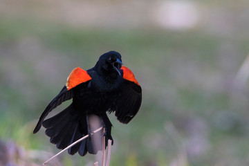 red-winged blackbird (Agelaius phoeniceus) sining in spring