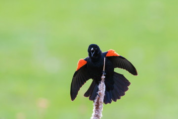 red-winged blackbird (Agelaius phoeniceus) sining in spring
