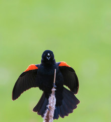 red-winged blackbird (Agelaius phoeniceus) sining in spring
