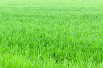 green winter wheat field in spring