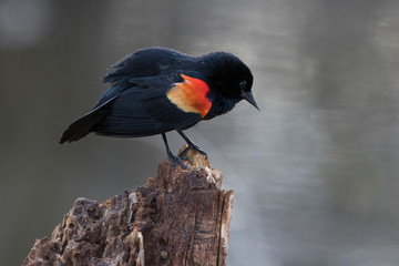red-winged blackbird (Agelaius phoeniceus) sining in spring