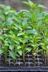 Growing seedlings of sweet pepper in cassettes