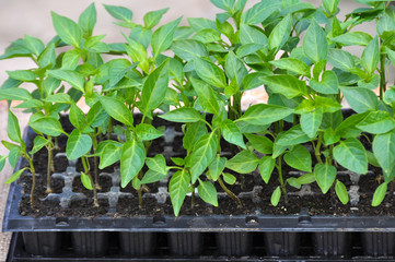 Growing seedlings of sweet pepper in cassettes