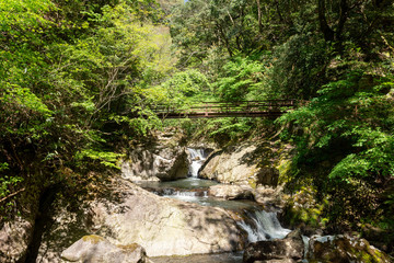 初夏の渓流と滝