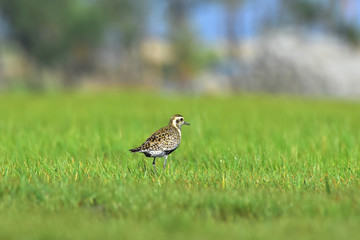 great crested grebe on grass
