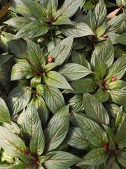 Obraz premium Impatiens flower. Cultivation of impatiens flower in a greenhouse. Greenhouse rows of impatiens in springtime.