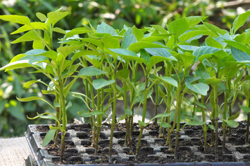 Growing seedlings of sweet pepper in cassettes