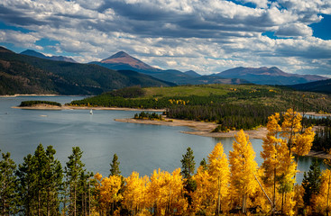Aspens in Colorado in Autumn
