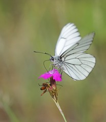 Mariposa