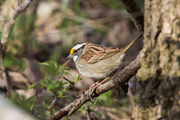 white-throated sparrow (Zonotrichia albicollis)