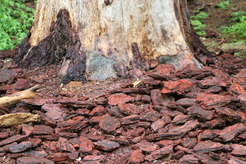 Base of a scarred old redwood tree with large bark fragments  or a pile at the bottom of the tree.  An old burn scar is noted at the base of this majestic pine. 
