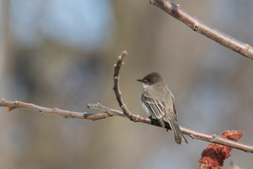 eastern phoebe (Sayornis phoebe) in spring