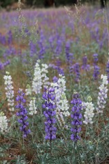 Field of white and blue purple or lavender lupine wildflowers that invoke beauty and peace,  Take a hike while viewing these spectacular flowers in a field in a national park. 