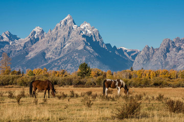 Grazing Horses in Grand Teton National Park