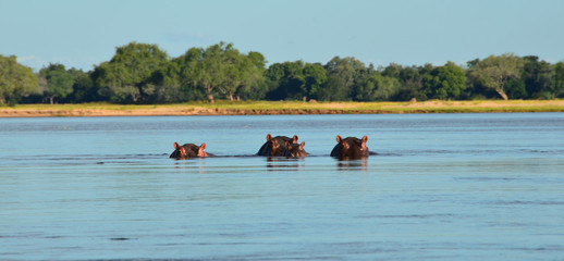 Hippos in Zimbabwe