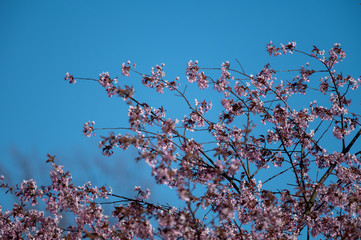 Lots of pink cherry flowers blossoming in the springtime.