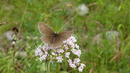 Brauner Waldvogel, bräunlicher Schmetterling