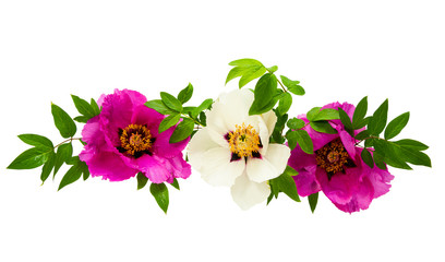 peony flower isolated