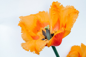 Shot orange Colored Tulip Flowers Isolated on White Background. Large Depth of Field. Macro....