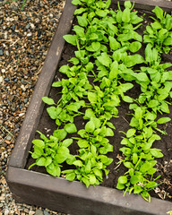Fresh organic leaves of spinach in the garden