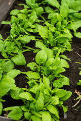 Fresh organic leaves of spinach in the garden