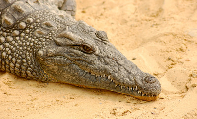 Alligator close up while taking in the sun