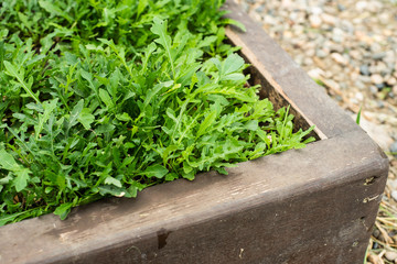 Arugula plant growing from soil in organic vegetable garden.
