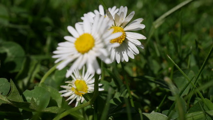 Obraz premium Gänseblümchen
