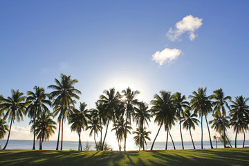 Fototapeta na wymiar Palm Trees By Sea Against Clear Sky