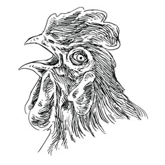 Rooster head  - Sketch vector 