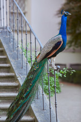 peacock with feathers